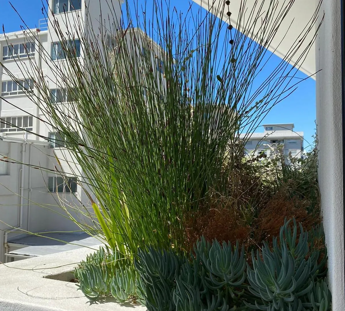 Apartment Stay Blissful At The Flamingo Cape Town South Africa